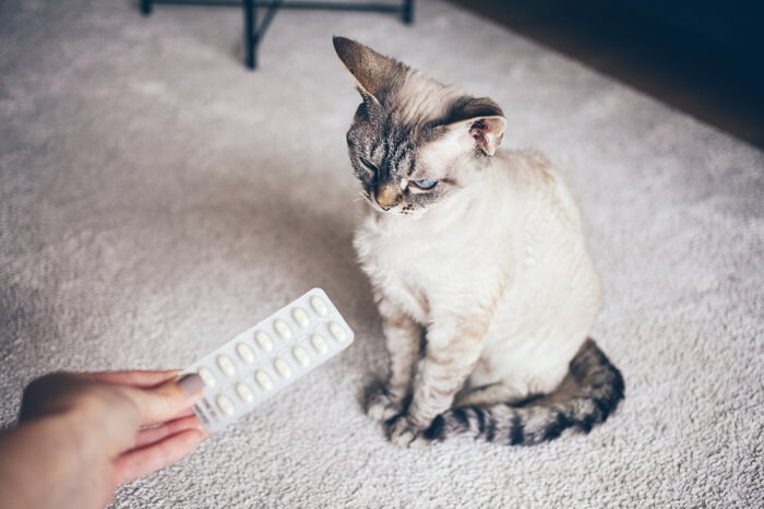 Persona che tiene in mano un foglio di pillole accanto a un gatto