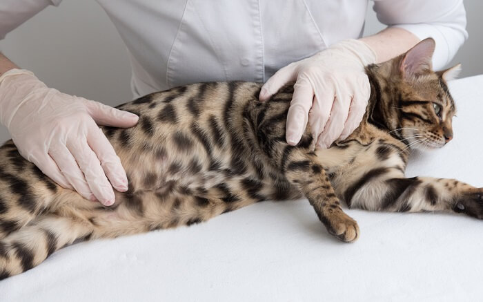 Persona con guanti che accarezza un gatto del Bengala