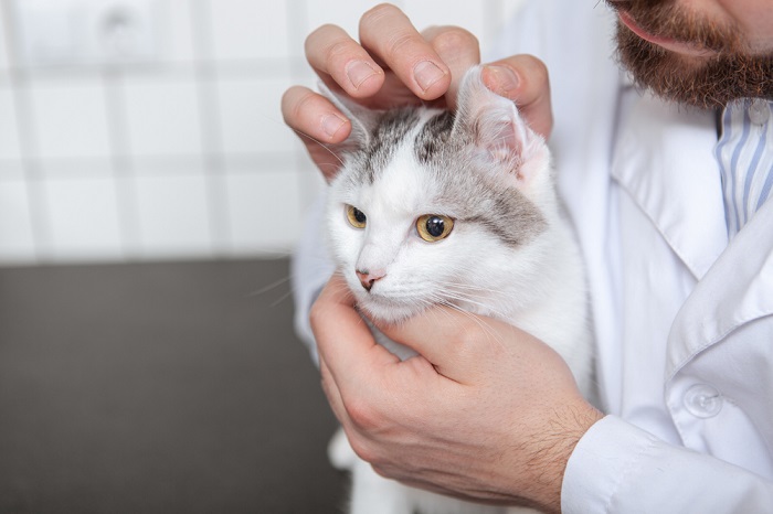 Farmaco doxiciclina per gatti