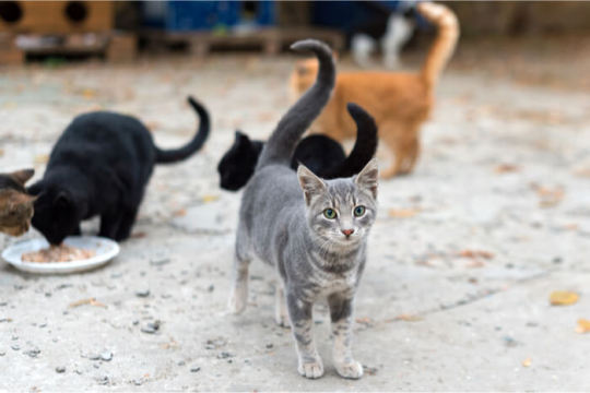 Come prendersi cura dei gatti selvatici