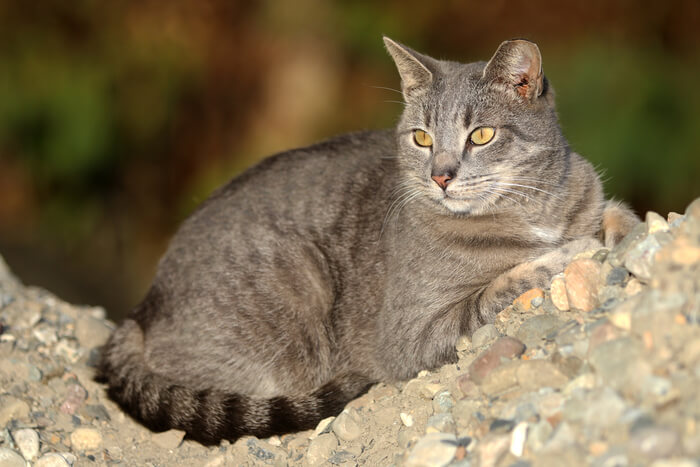 Gatto selvatico con punta dell'orecchio