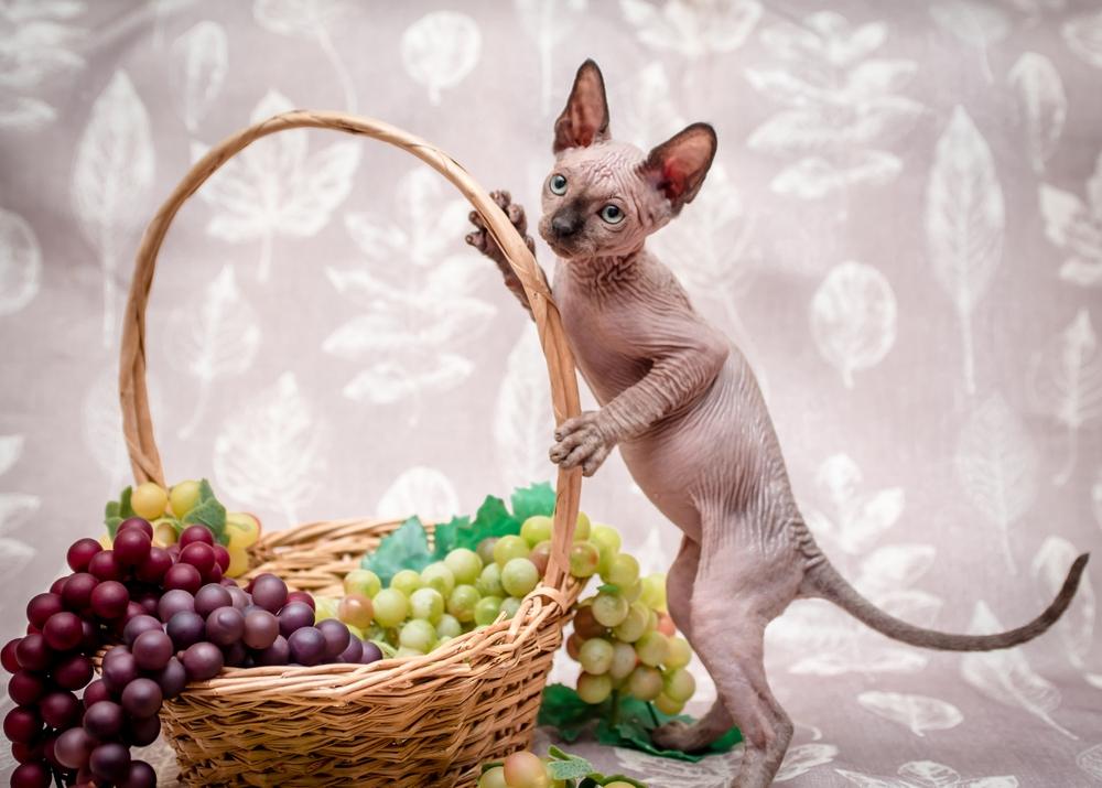 Un gatto in piedi sulle zampe posteriori, che tiene in mano giocosamente un cesto di uva