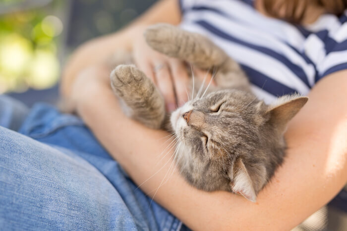 Gatto che si coccola