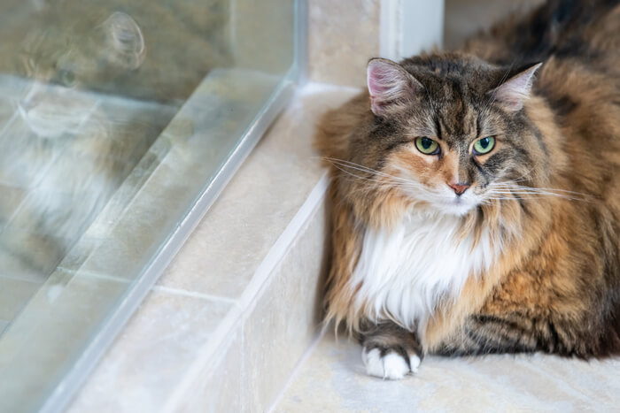 Gatto sdraiato sulle piastrelle per stare al fresco