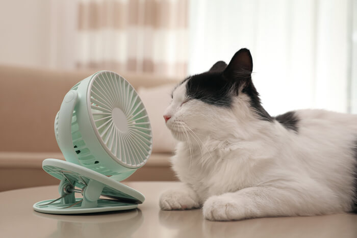 Ventilatore per gatti