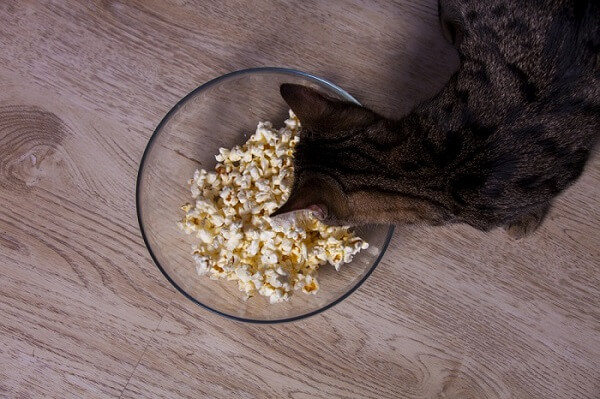 Affascinante immagine di un gatto che osserva con curiosità una ciotola di popcorn.