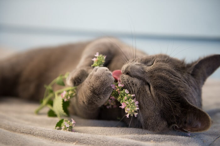 Immagine che cattura l'interazione di un gatto con l'erba gatta, mostrando la risposta giocosa e talvolta euforica che molti felini mostrano quando esposti a questa erba aromatica