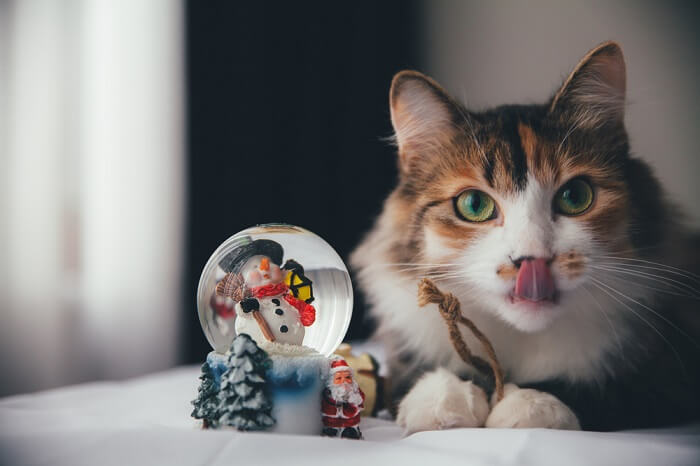 un gatto che osserva curiosamente una palla di neve