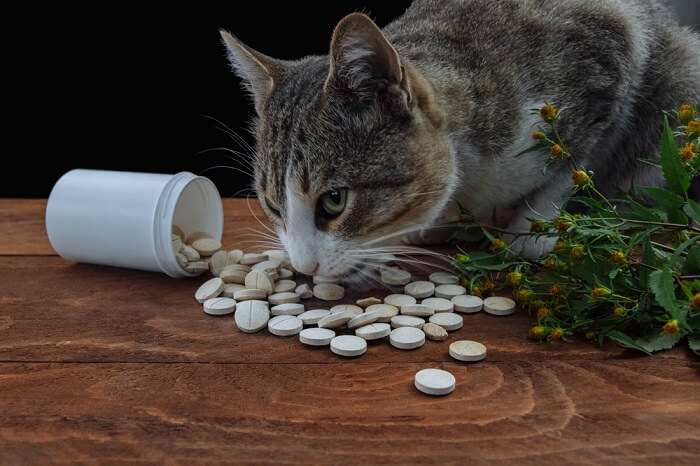 avvelenamento da Tylenol nei gatti caratteristica