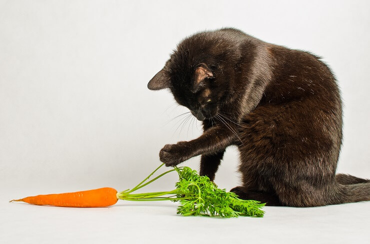 Gatto che interagisce giocosamente con una carota