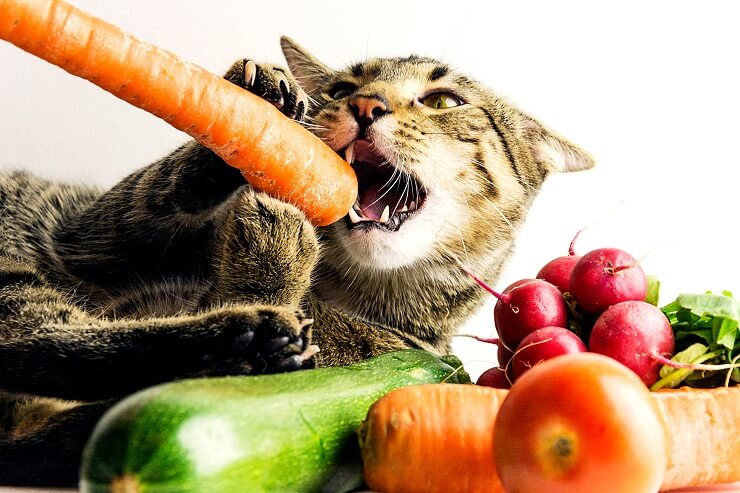 Gatto che mastica felicemente una carota