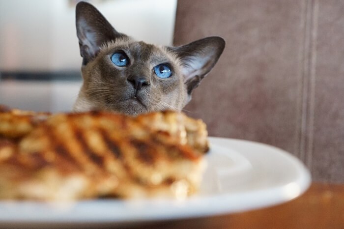 Gatto soddisfatto che assapora un delizioso pasto a base di bistecca.