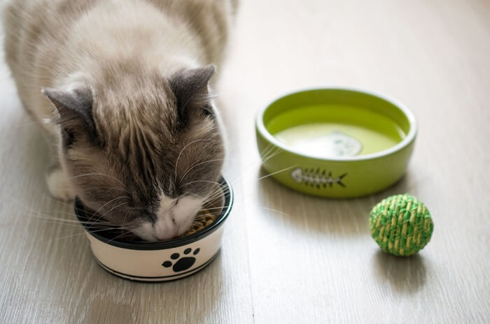 dieta di eliminazione per gatti