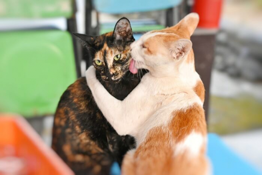 Perché i gatti si puliscono a vicenda? Motivi per cui i gatti si puliscono socialmente