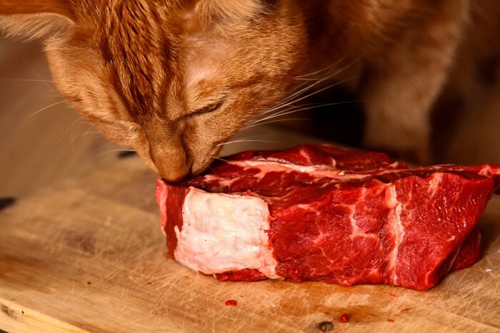 Gatto concentrato che mostra grande interesse per una gustosa bistecca.