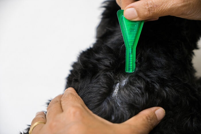 Immagine di un medicinale contro le pulci, che sottolinea l'importanza di proteggere i gatti dai fastidiosi parassiti.