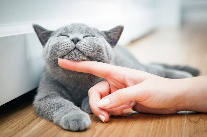 gatto grigio che riceve coccole