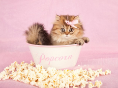 Adorable scene featuring a curious kitten investigating a bowl of popcorn.