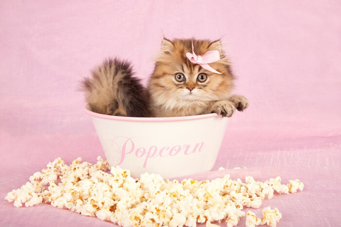 Adorabile scena con un gattino curioso che esamina una ciotola di popcorn.