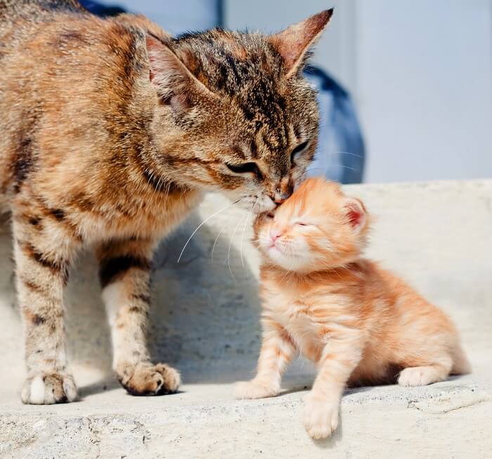 Gatto adulto che lecca un gattino