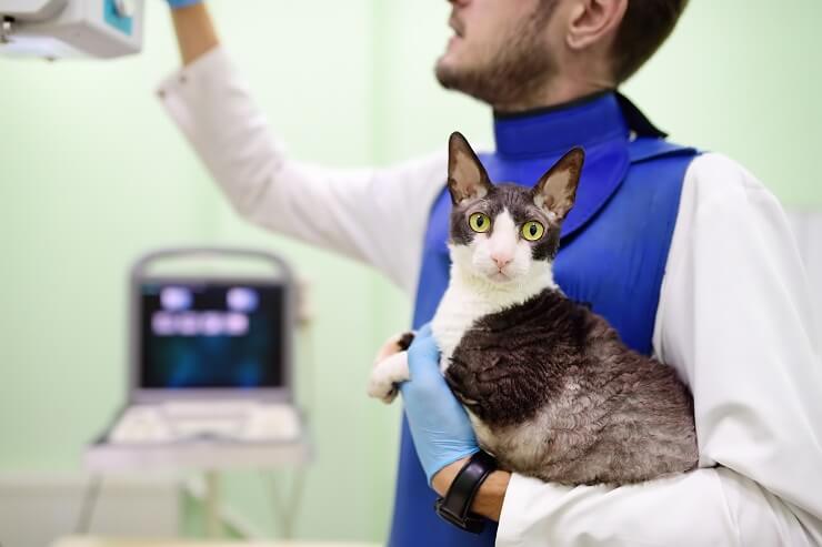 Un'immagine medica che mostra un tumore in un gatto, evidenziando l'importanza della diagnosi precoce e delle cure veterinarie.