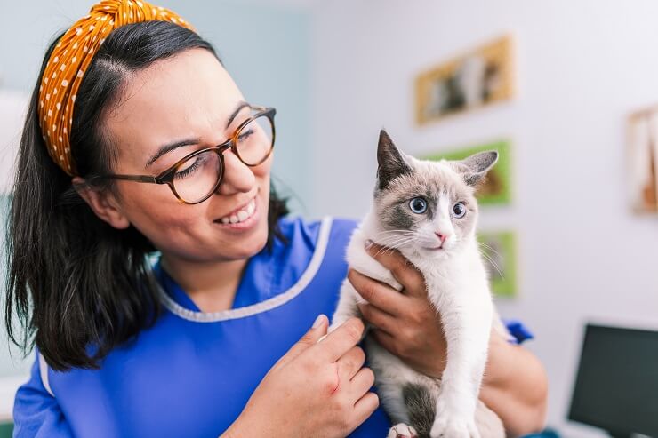 Un'immagine che ritrae un veterinario mentre presta cure a un gatto, evidenziando il ruolo fondamentale dei professionisti veterinari nel mantenimento della salute dei felini.