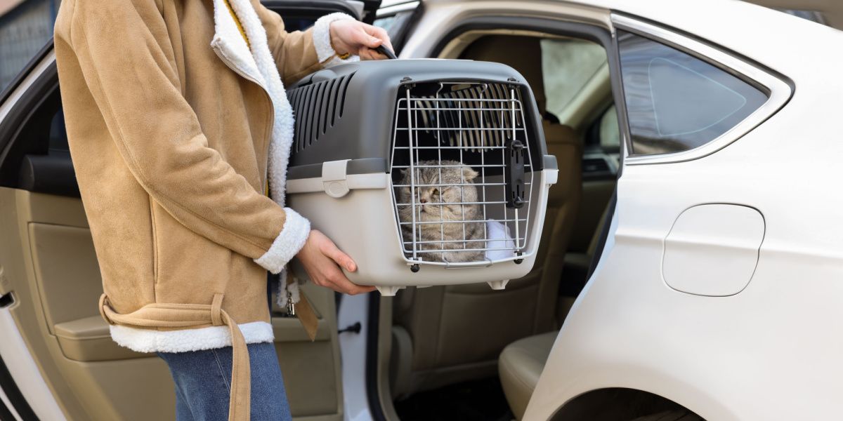 Donna che tiene in mano un trasportino con un simpatico gatto Scottish Fold