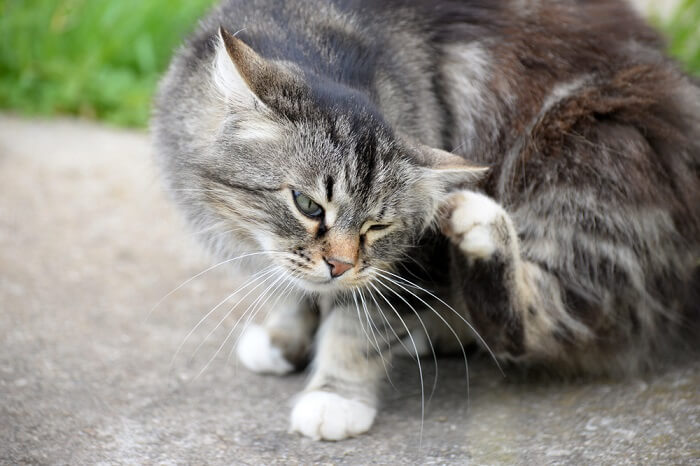 gatto grigio che si gratta