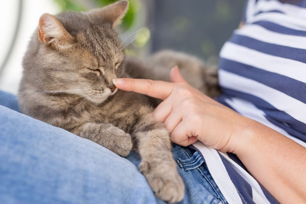 gatto sdraiato sulle ginocchia del suo padrone