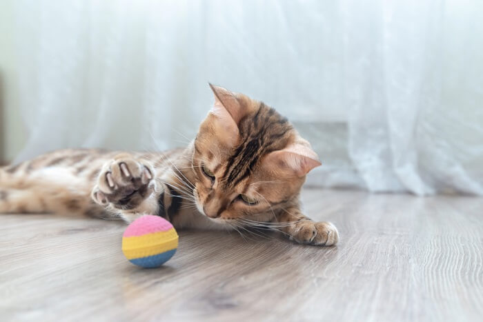 Un gatto gioioso e completamente assorto nel gioco, che colpisce un giocattolo con grande attenzione ed entusiasmo, a dimostrazione del piacere e dell'impegno che il gioco porta nella vita di un gatto.