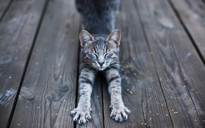 Un grazioso gatto immortalato in posizione di stretching, che mette in mostra la sua flessibilità ed eleganza mentre estende il corpo, un comportamento naturale che aiuta a mantenere i muscoli e l'agilità.