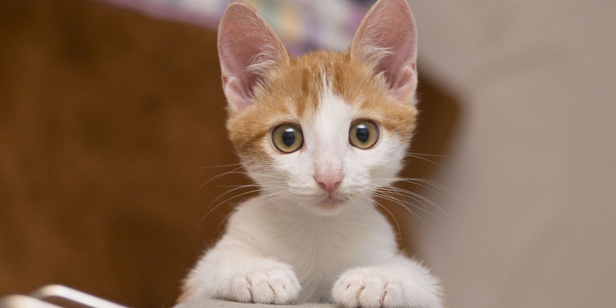 Un grazioso gattino che guarda dritto nella telecamera con curiosità.