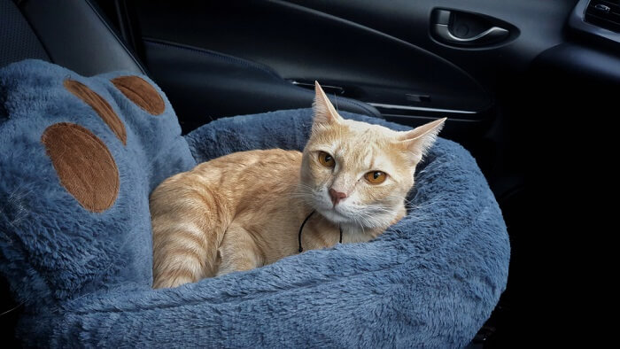 Immagine che ritrae un gatto rilassato all'interno di un'auto.