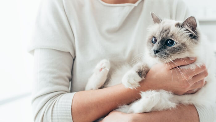 una donna che tiene in braccio un soffice gattino bianco