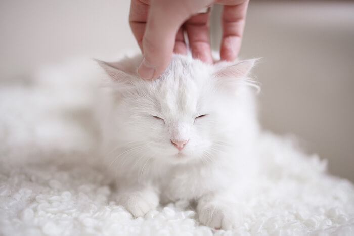 Accarezzare un gattino bianco