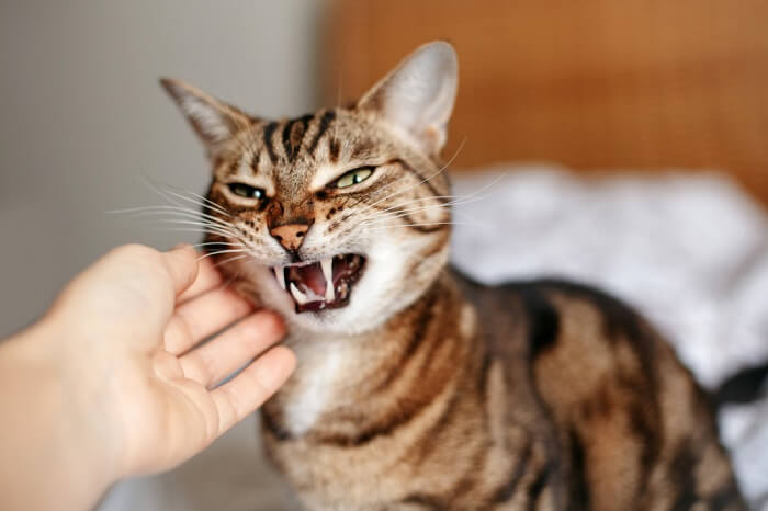 Un gatto che mostra un comportamento aggressivo, con pelo rizzato, sibili e una postura aggressiva.