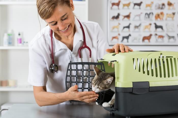 Un'immagine che mostra un gatto durante una visita presso lo studio veterinario, a sottolineare l'importanza della cura e dell'assistenza sanitaria responsabile degli animali domestici.