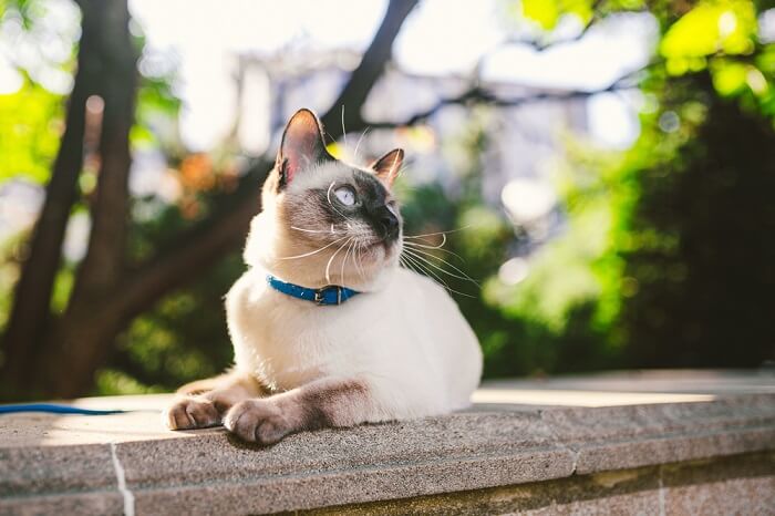 L'immagine di un gatto seduto su una recinzione in cemento, che guarda pensieroso nel vuoto.