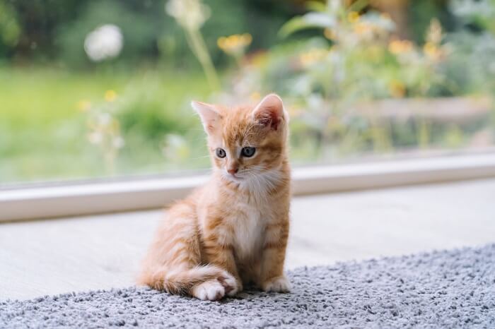 Piccolo gattino arancione su un tappeto grigio