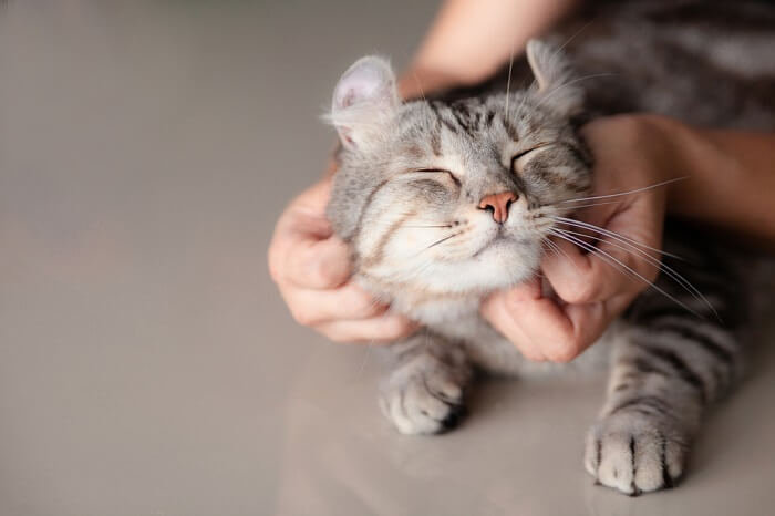 Persona che accarezza un gatto Scottish Fold grigio.