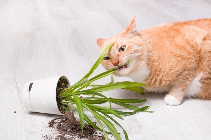 L'immagine sembra illustrare la pica nei gatti. La pica è un comportamento in cui i gatti consumano oggetti non commestibili, come plastica, carta o tessuto.