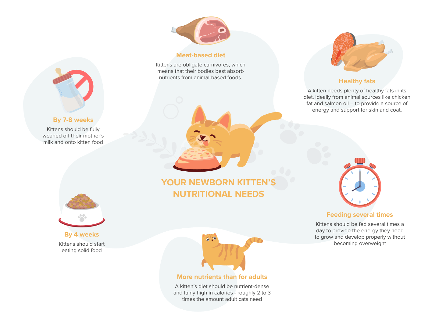 Immagine relativa alla comprensione delle esigenze nutrizionali dei gattini appena nati.