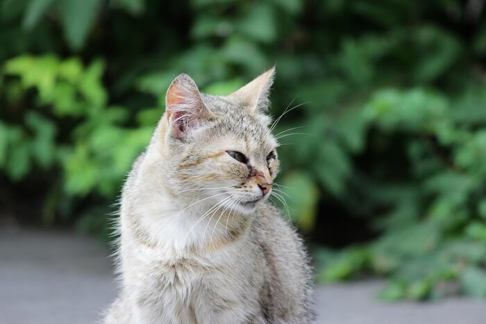 herpesvirus felino e l'immagine in evidenza dell'occhio