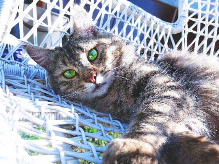 gatto con il verde che dorme su una sedia