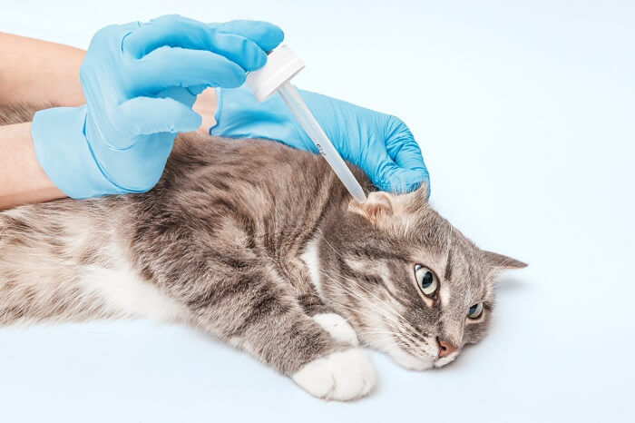 Un gatto viene vaccinato da una persona che indossa guanti blu.