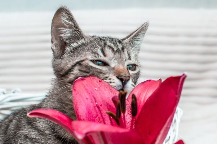 gatto che annusa un fiore di giglio