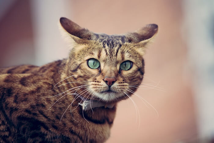 Un gatto del Bengala con gli occhi verdi che guarda la telecamera.