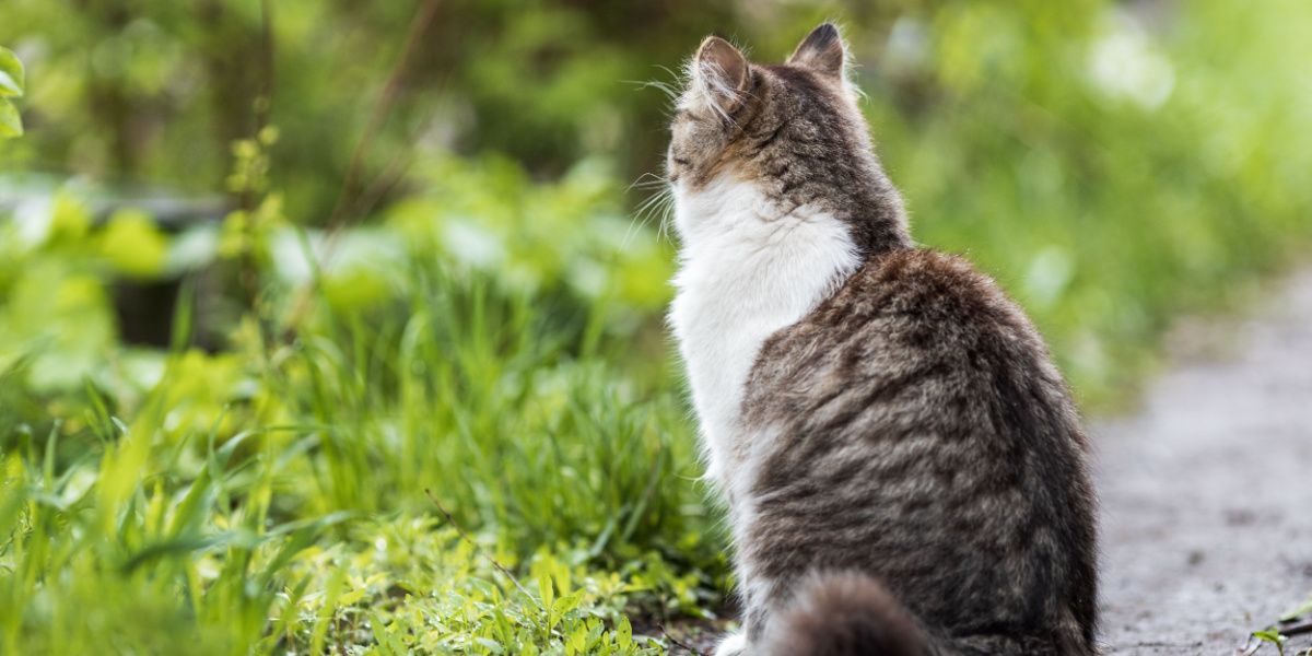 il gatto domestico è seduto con la schiena sul sentiero