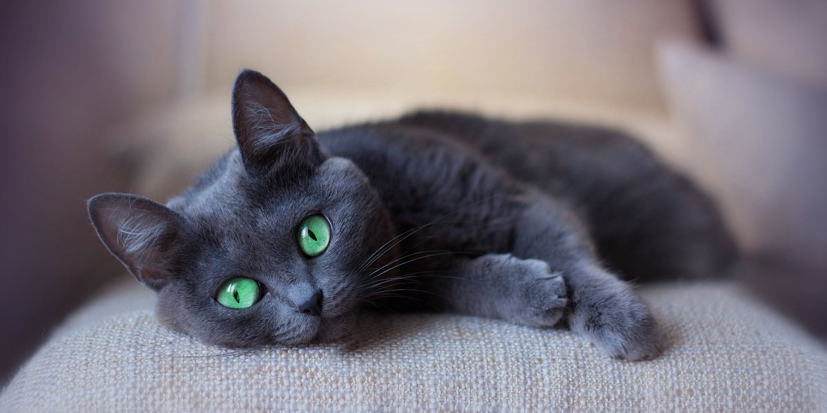 gatto grigio con gatti verdi che dormono sul divano