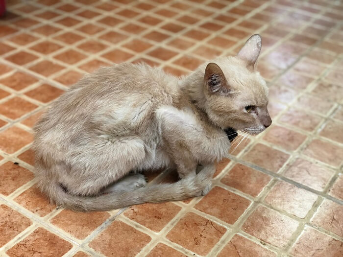 Un gatto magro ed emaciato, con costole visibili e un aspetto scarno, segno di possibile malnutrizione o problemi di salute.